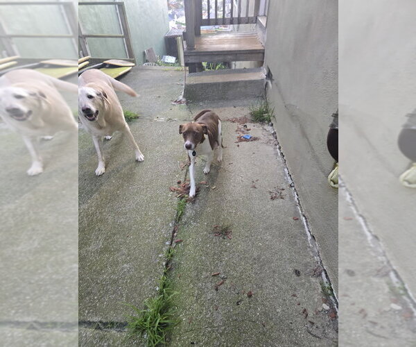 Medium Photo #4 Mutt Puppy For Sale in Pacifica, CA, USA