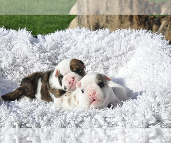 Medium Photo #18 English Bulldog Puppy For Sale in NAMPA, ID, USA