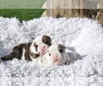 Small Photo #18 English Bulldog Puppy For Sale in NAMPA, ID, USA