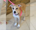 Small #1 Jack Russell Terrier Mix