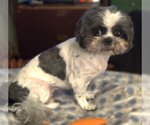 Small Photo #9 Shih Tzu Puppy For Sale in St. Louis Park, MN, USA