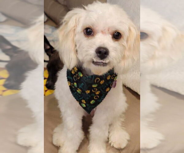 Medium Photo #8 Havamalt Puppy For Sale in Corona, CA, USA