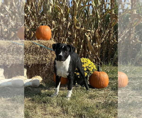 Medium Photo #2 American Pit Bull Terrier Puppy For Sale in Evansville, IN, USA