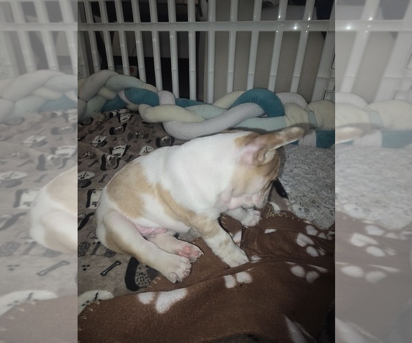 Medium Photo #4 French Bulldog Puppy For Sale in CHINO HILLS, CA, USA