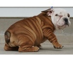 Small Photo #5 Beabull-English Bulldog Mix Puppy For Sale in NAPPANEE, IN, USA