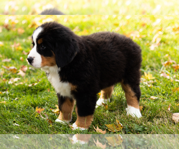 Medium Photo #3 Bernese Mountain Dog Puppy For Sale in MILLERSBURG, IN, USA