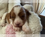 Small #2 Cavapoo (Miniature)