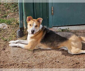 Mutt Dogs for adoption in Batavia, NY, USA