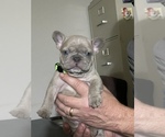 Puppy 1 French Bulldog