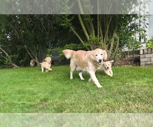Golden Retriever Puppy for sale in EUGENE, OR, USA