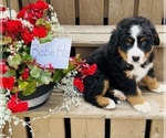 Puppy Babette Bernese Mountain Dog