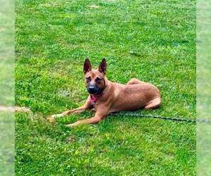 Mutt Dogs for adoption in pomfret, CT, USA