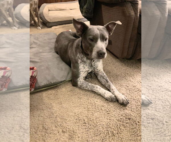 Medium Photo #4 Mutt Puppy For Sale in Holly Springs, NC, USA