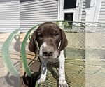 Puppy Linus German Shorthaired Pointer