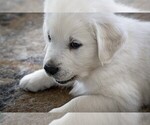 Small #7 Golden Retriever