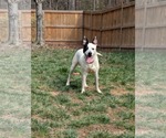 Small #11 Mutt