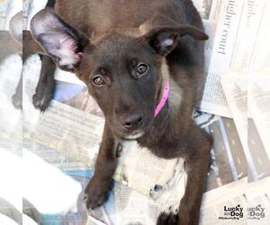 Labrador Retriever-Unknown Mix Dogs for adoption in Washington, DC, USA