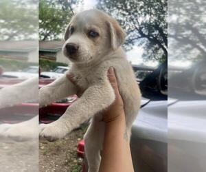 Huskies -Unknown Mix Dogs for adoption in San Antonio, TX, USA