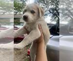 Small Huskies  Mix
