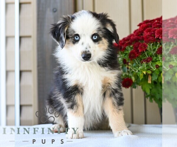 Medium Photo #4 Miniature Australian Shepherd Puppy For Sale in REBERSBURG, PA, USA