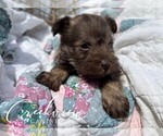 Small Photo #13 Schnauzer (Miniature) Puppy For Sale in NIANGUA, MO, USA
