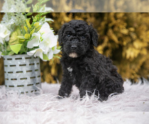 Medium Poodle (Standard)
