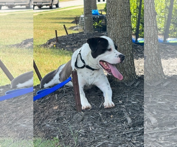 Medium Photo #4 American Staffordshire Terrier-Unknown Mix Puppy For Sale in Holly Springs, NC, USA