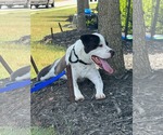 Small #3 American Staffordshire Terrier Mix