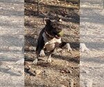 Small Photo #14 American Pit Bull Terrier-Unknown Mix Puppy For Sale in Rustburg, VA, USA