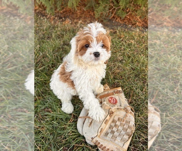 Medium Photo #4 Cavapoo Puppy For Sale in MIDDLEBURY, IN, USA