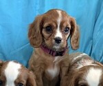 Small Cavalier King Charles Spaniel