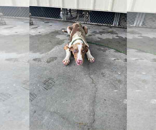 Medium Photo #4 Catahoula Leopard Dog-Unknown Mix Puppy For Sale in Abbeville, LA, USA