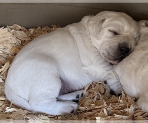 Labrador Retriever Puppy for Sale in ALL HEALING SPRINGS, North Carolina USA