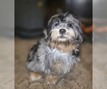 Small #2 ShihPoo