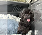 Small #2 Shih-Poo