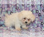 Small Photo #5 Zuchon Puppy For Sale in BLOOMINGTON, IN, USA