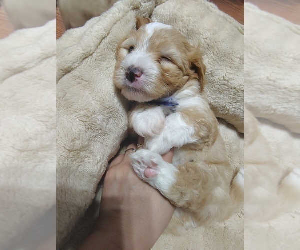 Medium Photo #5 Maltipoo (Miniature) Puppy For Sale in SAN ANTONIO, TX, USA