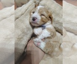 Small #4 Maltipoo (Miniature)