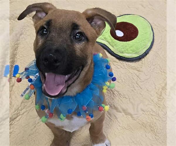 Medium Photo #2 American Pit Bull Terrier-German Shepherd Dog Mix Puppy For Sale in Stockton, CA, USA