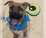 Small #1 American Pit Bull Terrier-German Shepherd Dog Mix