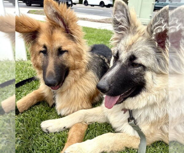 Medium Photo #3 German Shepherd Dog-Unknown Mix Puppy For Sale in San Juan Capistrano, CA, USA