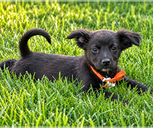 Raven - Female Shih Tzu-Unknown Mix Dog for Adoption - Photo #2