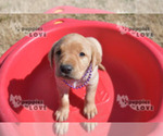 Small Photo #5 Labrador Retriever Puppy For Sale in SANGER, TX, USA