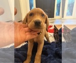Small #1 Labrador Retriever
