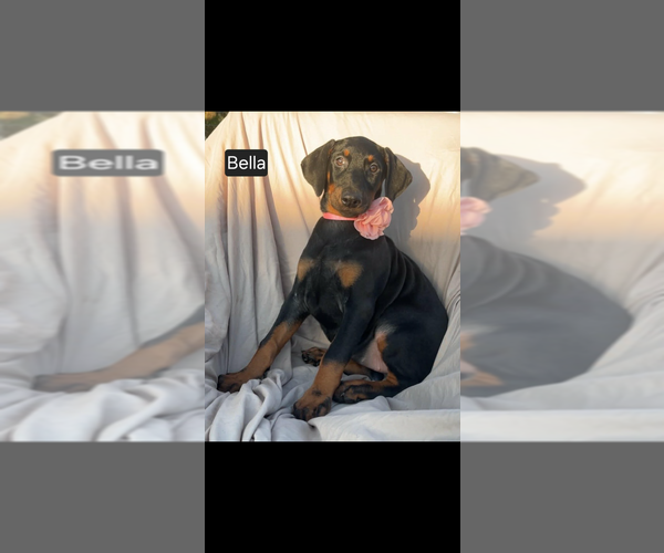 Medium Photo #7 Doberman Pinscher Puppy For Sale in POMEROY, OH, USA