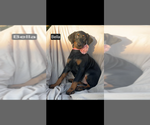 Small #6 Doberman Pinscher