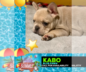 French Bulldog Puppy for sale in HEATHROW, FL, USA