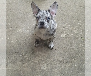 French Bulldog Puppy for sale in INDIANAPOLIS, IN, USA
