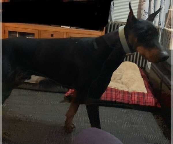Medium Photo #1 Doberman Pinscher Puppy For Sale in PITTSFIELD, MA, USA