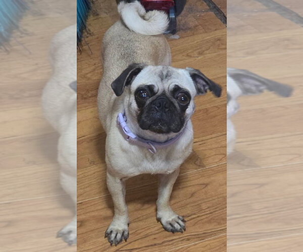 Medium Photo #2 Pug Puppy For Sale in Alexander, AR, USA